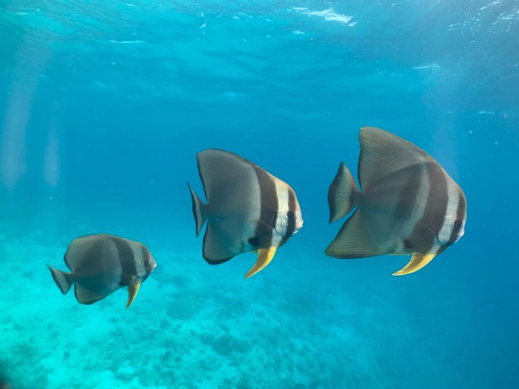 Beach Star Maldives Hangnaameedhoo Ngoại thất bức ảnh